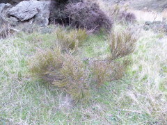 Carmichaelia compacta