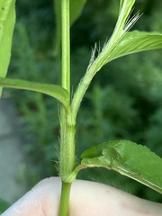 Persicaria setacea