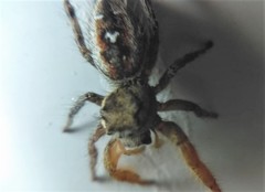 Phidippus cruentus