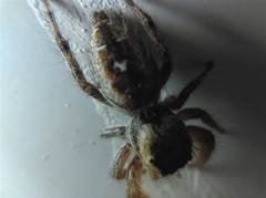 Phidippus cruentus