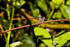 Telebasis digiticollis