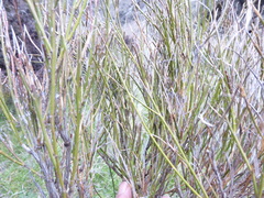 Carmichaelia compacta