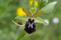 Ophrys sphegodes sphegodes