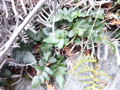 Pellaea calidirupium