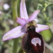 Ophrys bertolonii magniflora - Photo (c) Léonard, some rights reserved (CC BY-NC), uploaded by Léonard