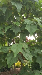 Paulownia