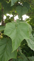 Paulownia