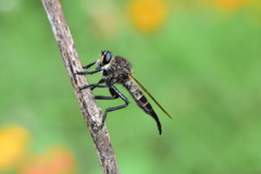 Promachus painteri