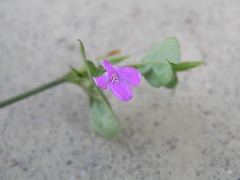 Siphonoglossa sessilis
