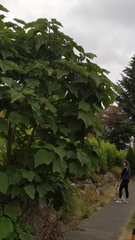 Paulownia