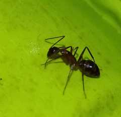 Camponotus