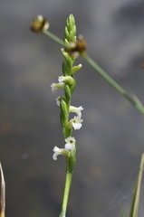 Spiranthes aestivalis
