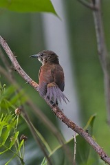 Synallaxis gujanensis