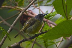 Todirostrum maculatum