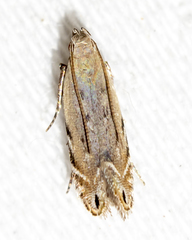 Battaristis nigratomella