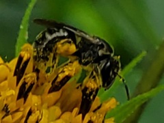 Lasioglossum pectorale