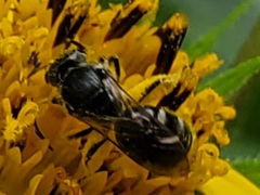Lasioglossum pectorale