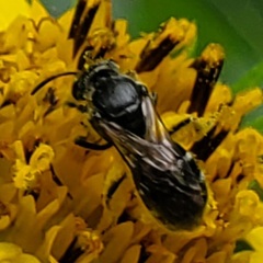 Lasioglossum pectorale