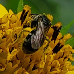 Lasioglossum pectorale