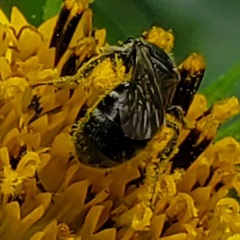Lasioglossum pectorale