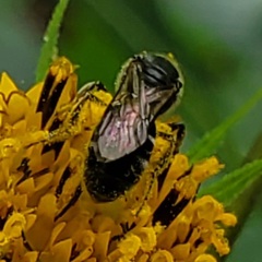 Lasioglossum pectorale