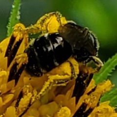 Lasioglossum pectorale