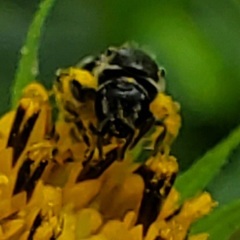 Lasioglossum pectorale