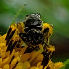 Lasioglossum pectorale