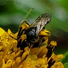 Lasioglossum pectorale