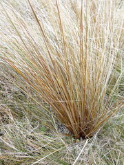 Carex buchananii