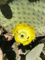 Opuntia leucotricha