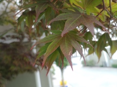 Acer palmatum