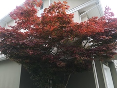 Acer palmatum