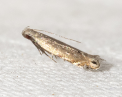 Battaristis nigratomella