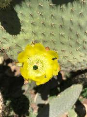 Opuntia leucotricha