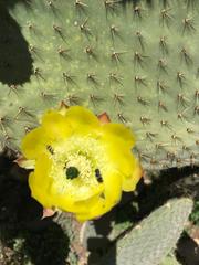 Opuntia leucotricha