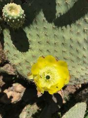 Opuntia leucotricha