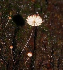 Marasmius crinis-equi