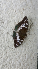 Euthalia adonia pinwilli