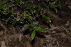 Melodinus australis