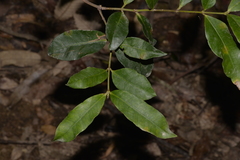 Melodinus australis