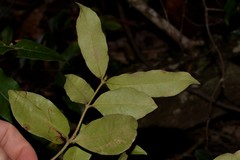 Melodinus australis