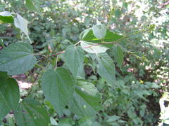 Triumfetta semitriloba