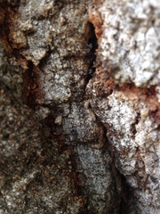 Liometopum microcephalum