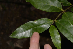 Melodinus australis