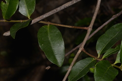 Melodinus australis