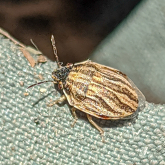 Homaemus parvulus