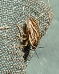 Homaemus parvulus
