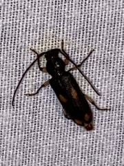 Tylonotus bimaculatus