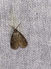 Hyperstrotia pervertens